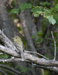 Acadian Flycatcher 8798